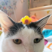 mini flower hair clips